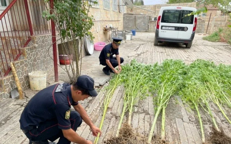 Ağsu sakininin həyətində 85 kq-dan artıq narkotik aşkarlandı - FOTO