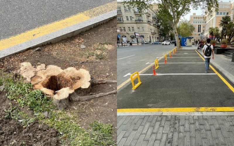 Bakının mərkəzində ağacların kəsilməsinə görə vəzifəli şəxs CƏRİMƏLƏNDİ