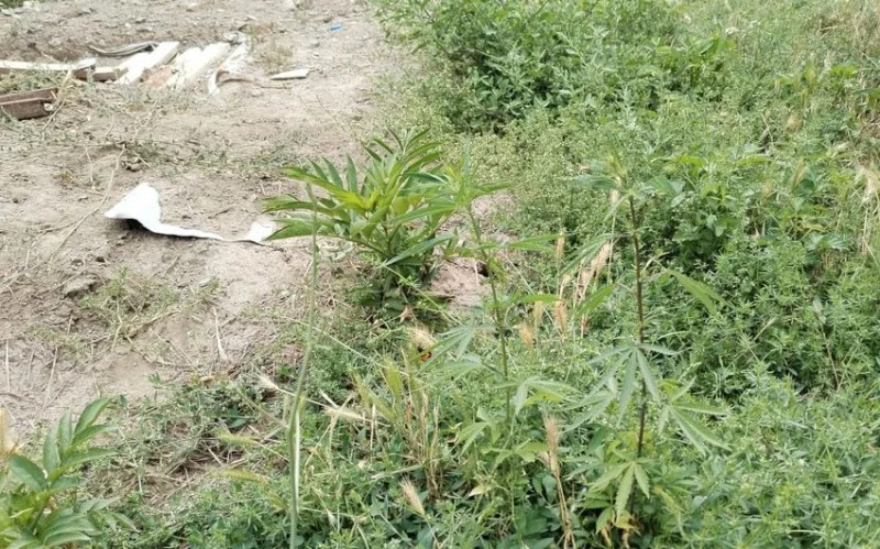 Zəngilanda 1 tondan artıq çətənə məhv edildi - FOTO