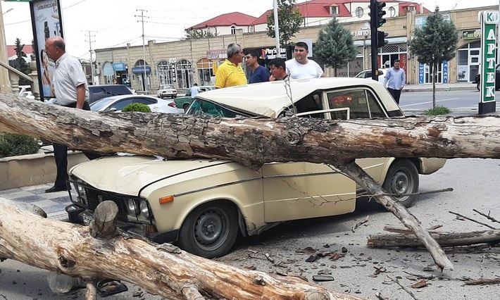 Gəncədə külək iri gövdəli ağacı avtomobilin üzərinə aşırdı - FOTOLAR