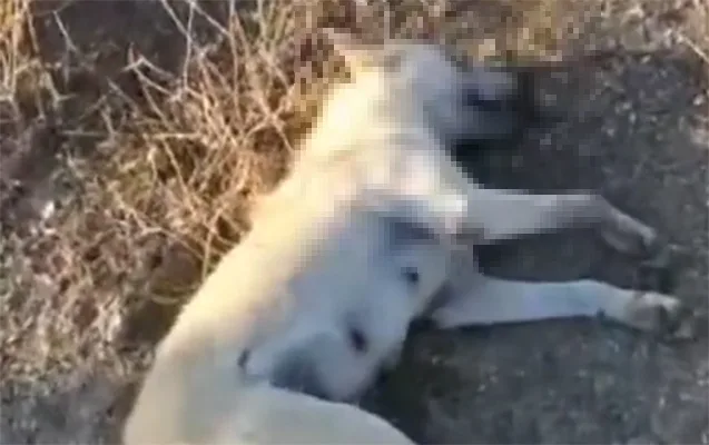 Sumqayıtda itlər kütləvi şəkildə zəhərlənib? - FOTOLAR