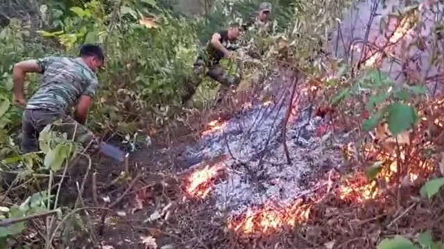 Masallıdakı yanğının söndürülməsi davam etdirilir - VİDEO