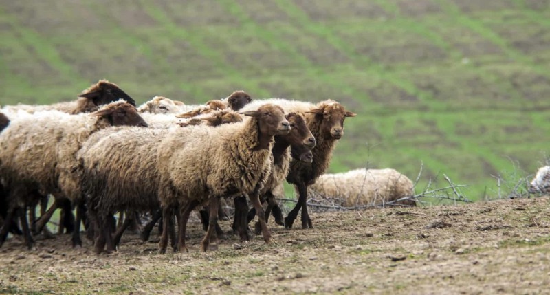 Fermadan 73 baş heyvan oğurlayanlar saxlanıldı