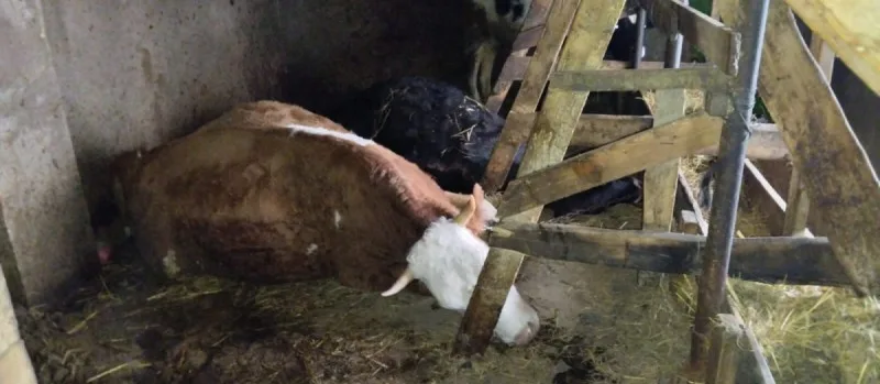 Qubada iribuynuzlu heyvanlar müəmmalı şəkildə TƏLƏF OLUB