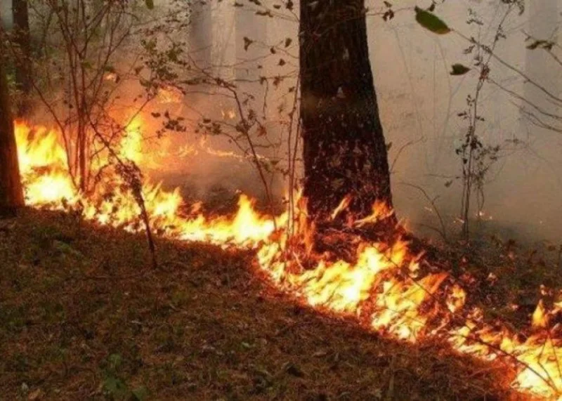 Hirkan Milli Parkında yanğın olub