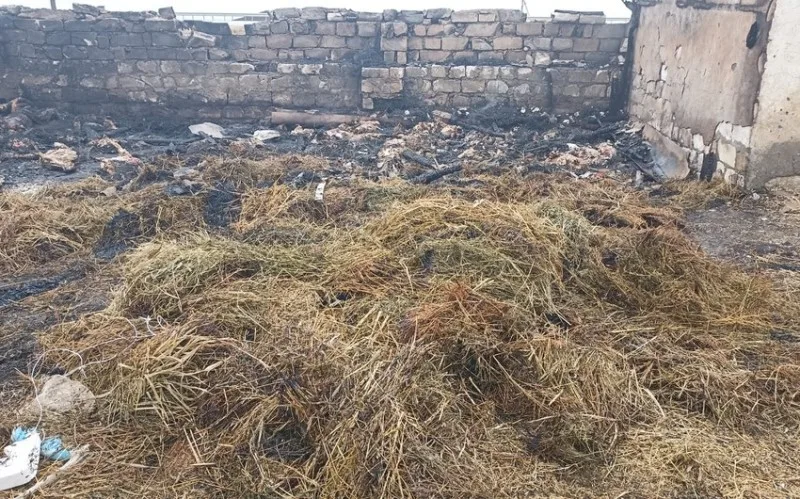 Goranboyda ferma yandırıldı: 230 baş heyvan tələf oldu