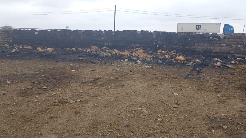 Goranboyda ferma yandırıldı: 230 baş heyvan tələf oldu