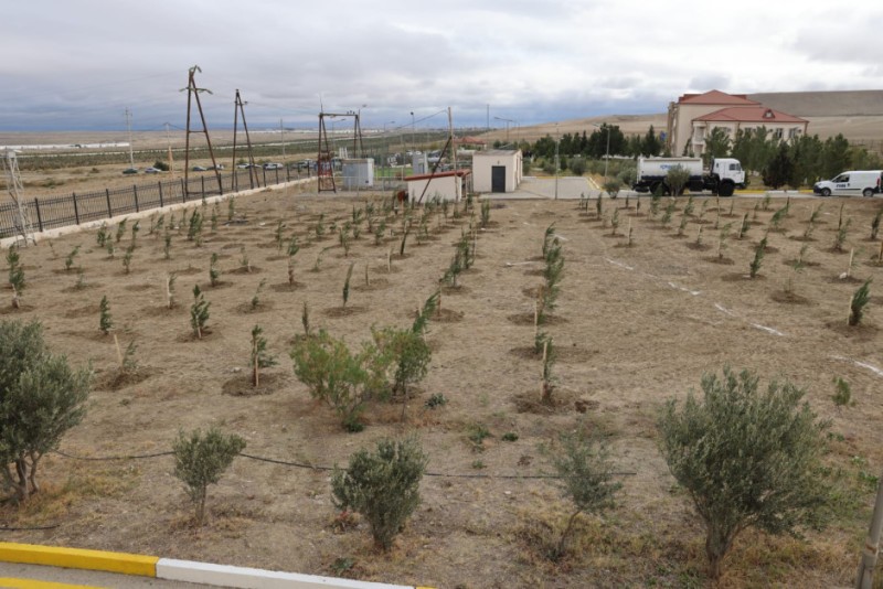 FHN növbəti dəfə ağacəkmə aksiyası keçirib