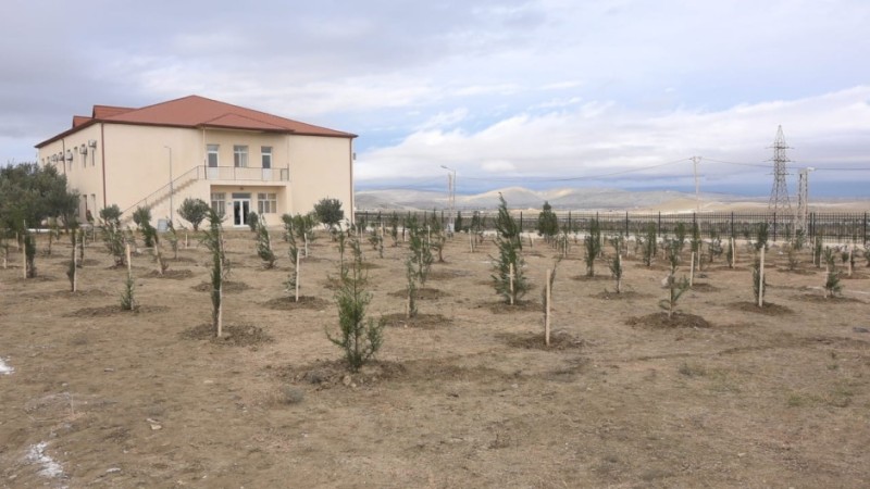 FHN növbəti dəfə ağacəkmə aksiyası keçirib
