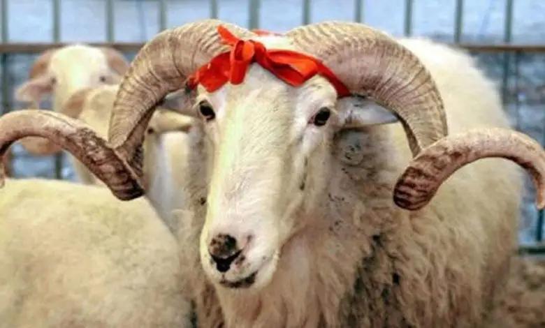 Gələn il Qurban bayramında 4 gün işləməyəcəyik
