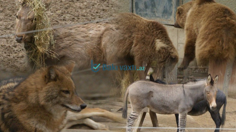 Bakı Zooparkına yeni heyvanlar gətirilməyəcək - VİDEO REPORTAJ