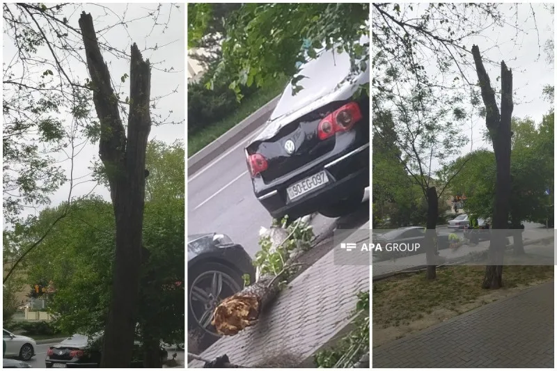 Bakıda güclü külək ağacı avtomobillərin üzərinə aşırdı
