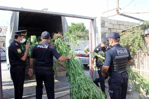 Çətənə kolları yetişdirən 4 nəfər həbs olundu