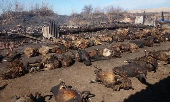 Salyanda fermada güclü yanğın: 30-dan çox mal-qara tələf oldu