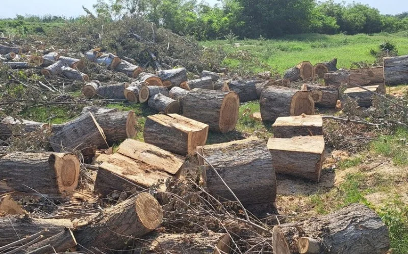 Son bir həftədə təbiətə 81 min manatdan çox ziyan vurulub