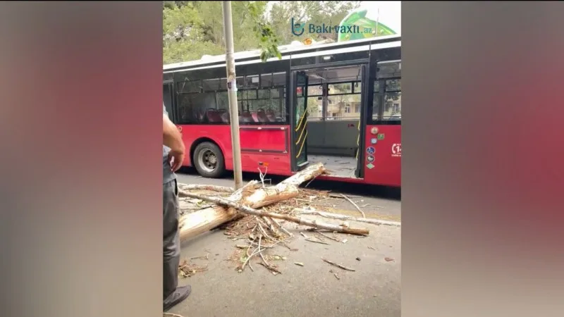 Bakıda külək ağacı avtobusun üzərinə AŞIRDI - VİDEO