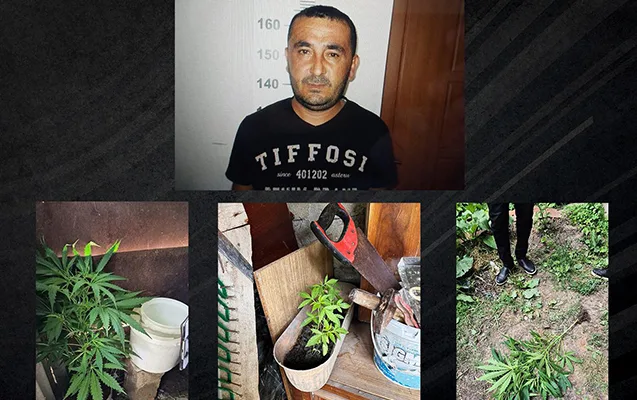 Dibçəklərdə çətənə əkirmiş...