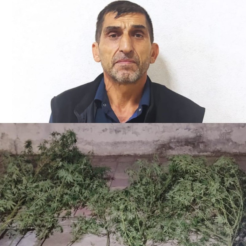 Həyətində narkotik bitki yetişdirən şəxs tutulub