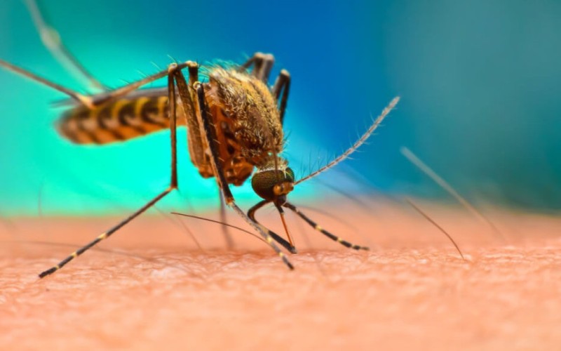 Təhlükəli virus Avropaya yayılır