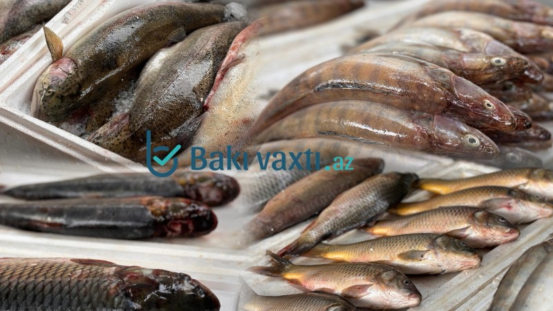 Alıcı balığın vannada üzdüyünü görüb soruşur ki, təzədir? – Balıq bazarından REPORTAJ