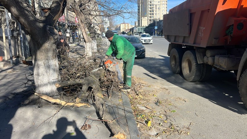 Güclü küləyin fəsadları: Bakıda 8 ağac sınıb - FOTO