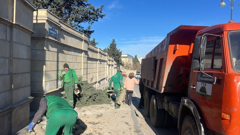 Güclü küləyin fəsadları: Bakıda 8 ağac sınıb - FOTO