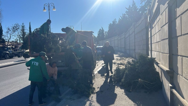Güclü küləyin fəsadları: Bakıda 8 ağac sınıb - FOTO