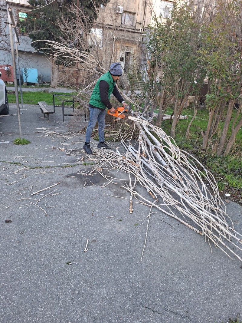 Güclü küləyin fəsadları: Bakıda 8 ağac sınıb - FOTO