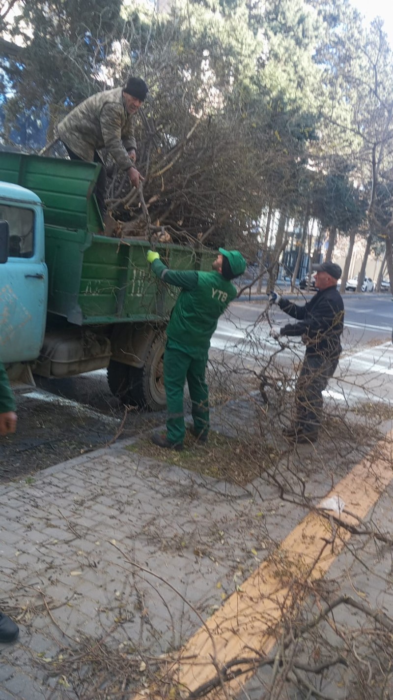 Güclü küləyin fəsadları: Bakıda 8 ağac sınıb - FOTO