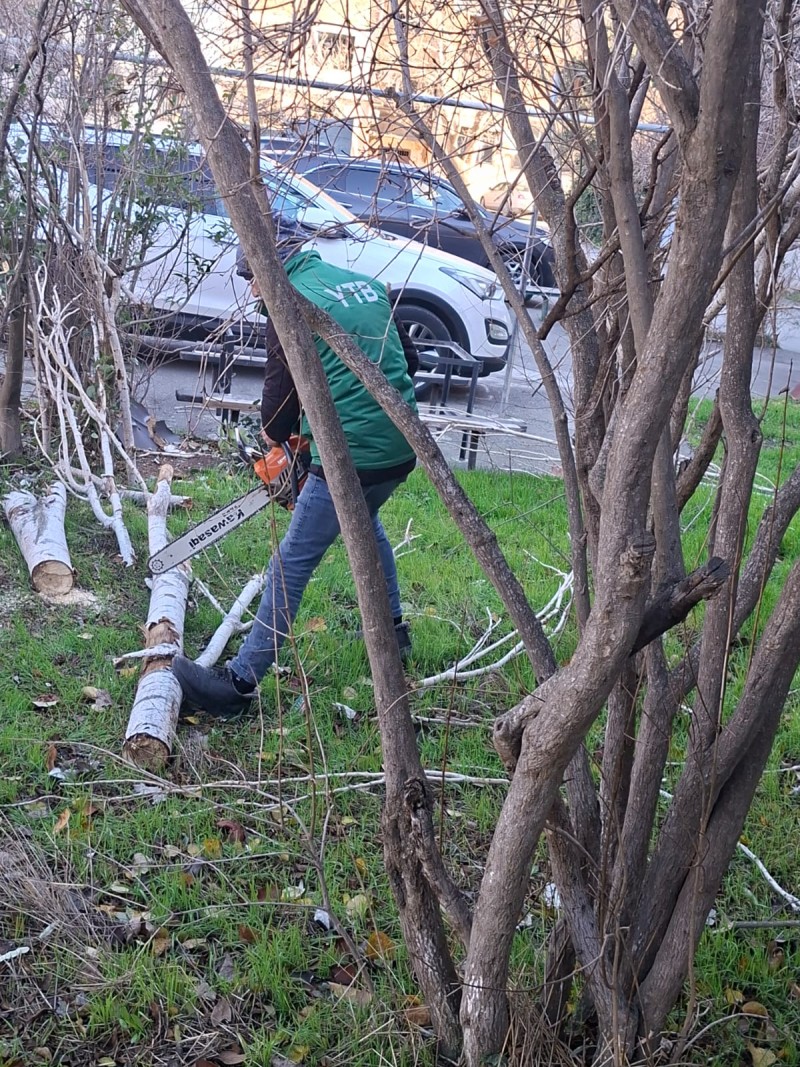 Güclü küləyin fəsadları: Bakıda 8 ağac sınıb - FOTO
