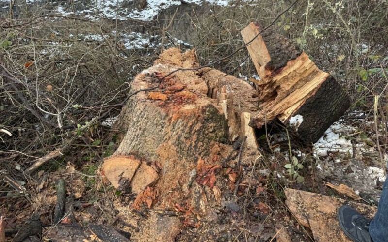 Oğuzda palıd ağaclarını kəsən şəxs saxlanıldı