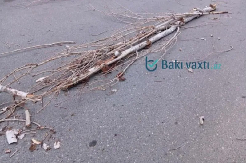 Külək Bakıda 37 ağacı qırdı - FOTOLAR - YENİLƏNİB