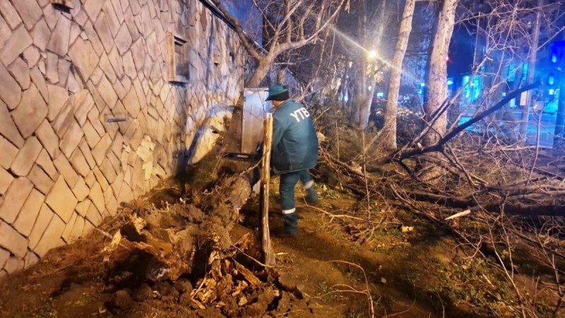 Güclü külək Bakıda 78 ağacı sındırdı - FOTOLAR
