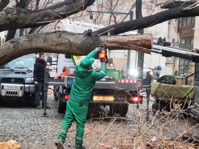 Güclü külək Bakıda 78 ağacı sındırdı - FOTOLAR