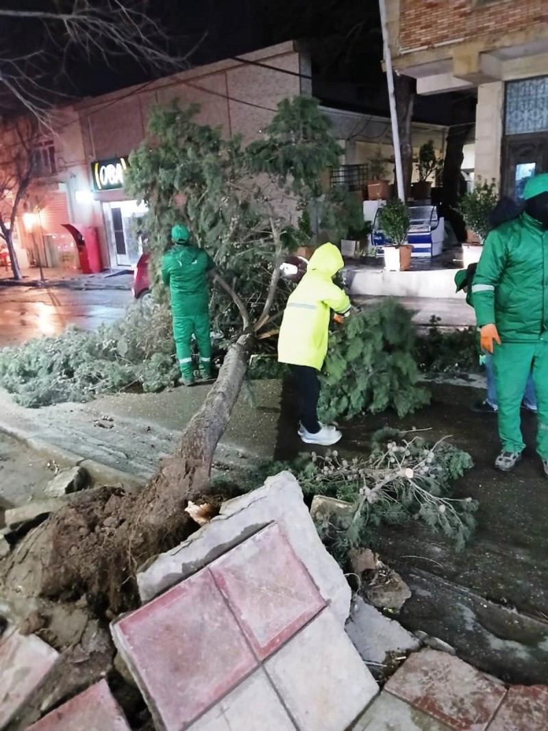 Güclü külək Bakıda 78 ağacı sındırdı - FOTOLAR