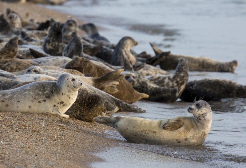 Xəzər suitilərinin ölüm səbəbi quş qripidir?