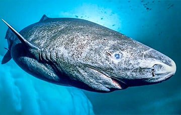 Dünyanın ən uzunömürlü heyvanı 500 yaşını keçib