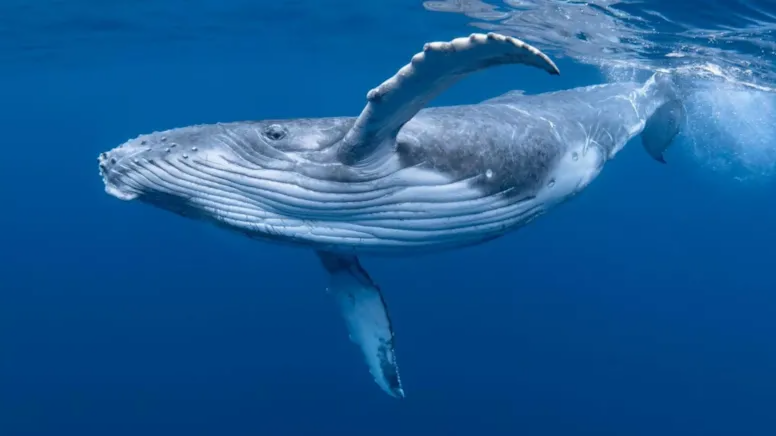 Dənizlərin altında gənclik iksiri: İnsan ömrü 200 ilə qədər uzana bilər