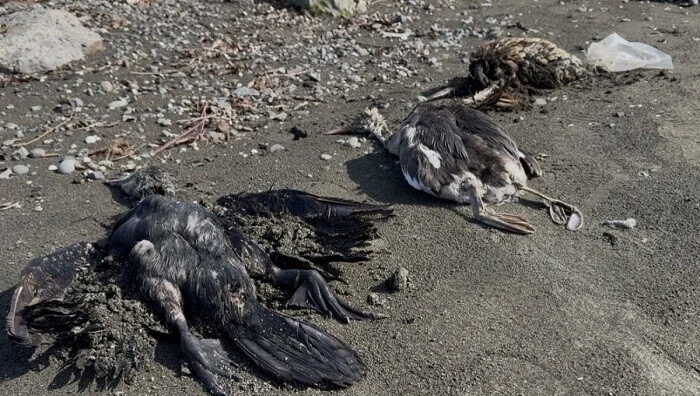 Lənkəranda bu quşlar kütləvi şəkildə qırılır