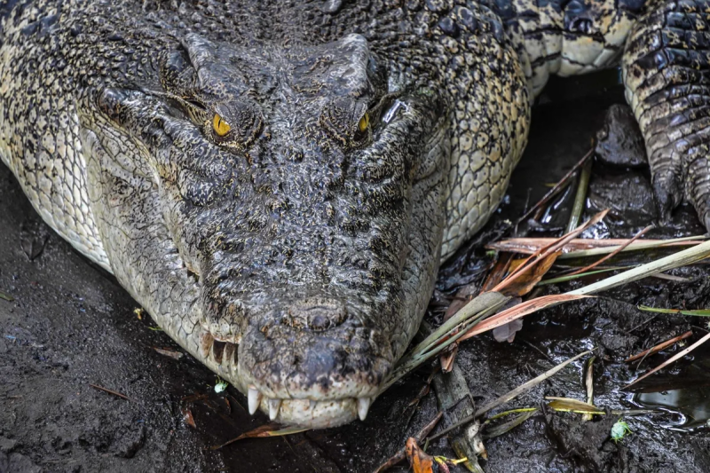 5 metr uzunluğunda və yarım ton ağırlığında: Ən böyük sürünən... - FOTO