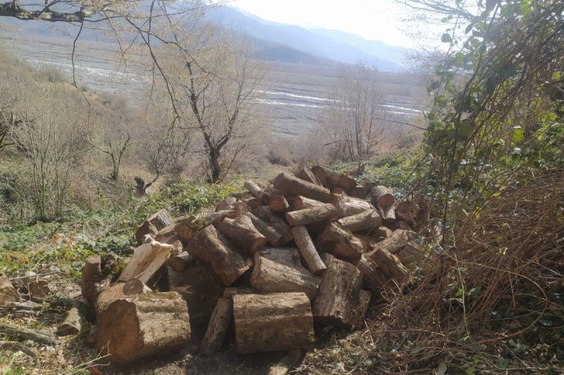 Oğuzda ağacların kəsilməsinə görə polis cinayət işi başlayıb