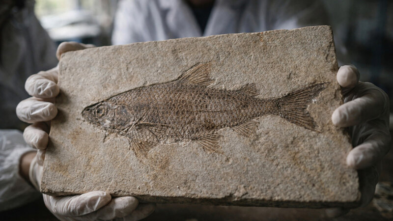 244 milyon il yaşı olan balıq fosili tapıldı