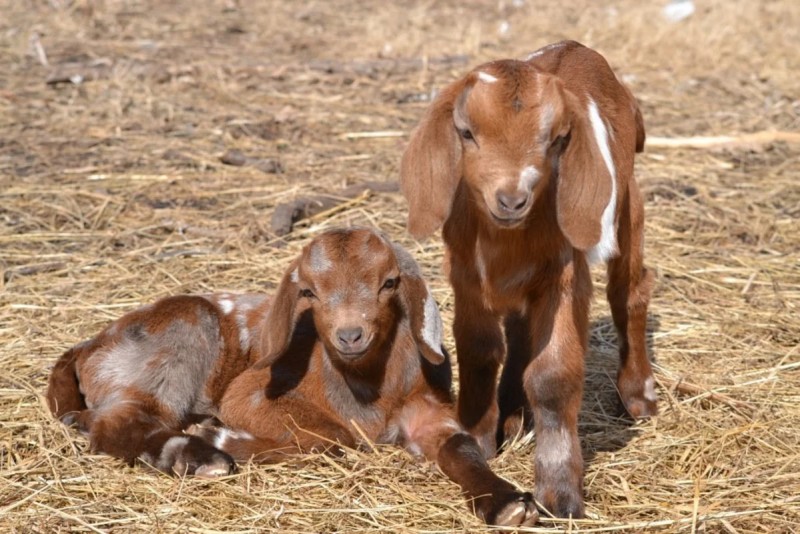 Çəpiş ətinə tələbat niyə artıb?