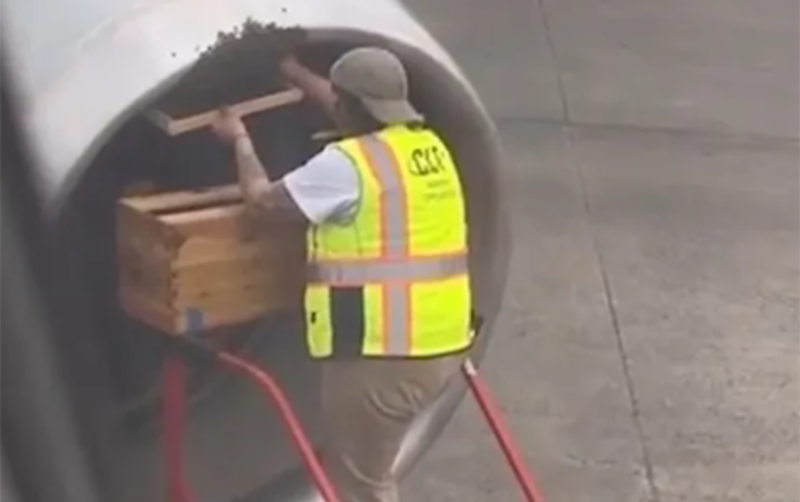 Arılar ABŞ-də təyyarənin gecikməsinə səbəb oldu - VİDEO