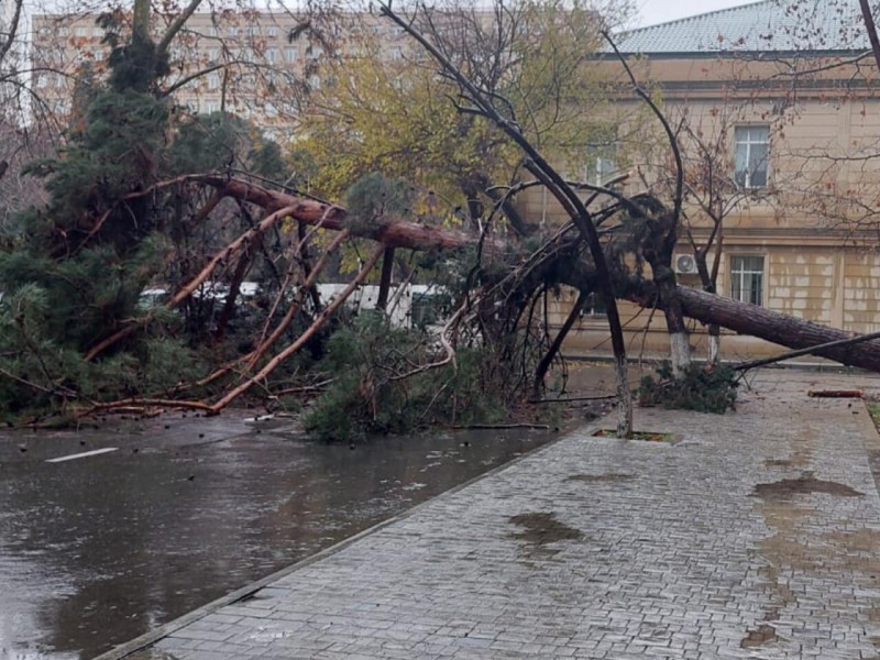 Bakıda ağac aşdı, YOL BAĞLANDI