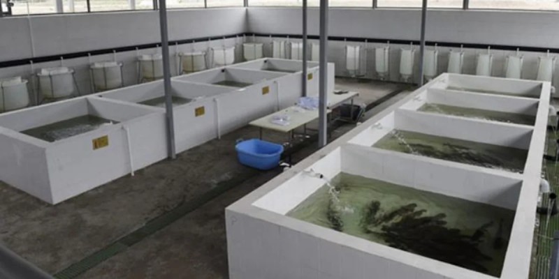 Çaykənd Qızılbalıqartırma zavodu yenidən qurulacaq