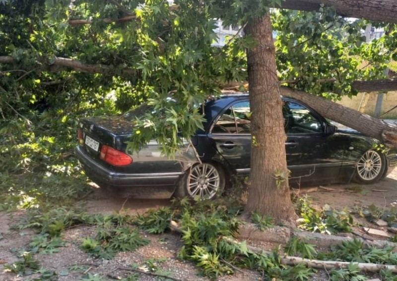 Ağac maşının üstünə aşdı: Yaralılar var 
