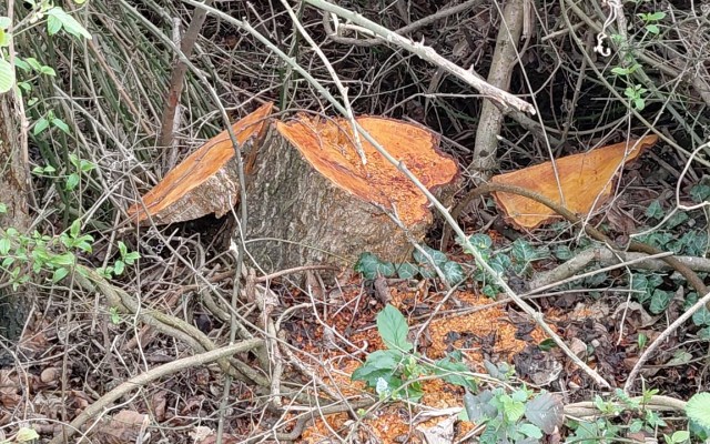 Oğuzda ağacların kəsilməsinə görə cinayət işi başladı - FOTO