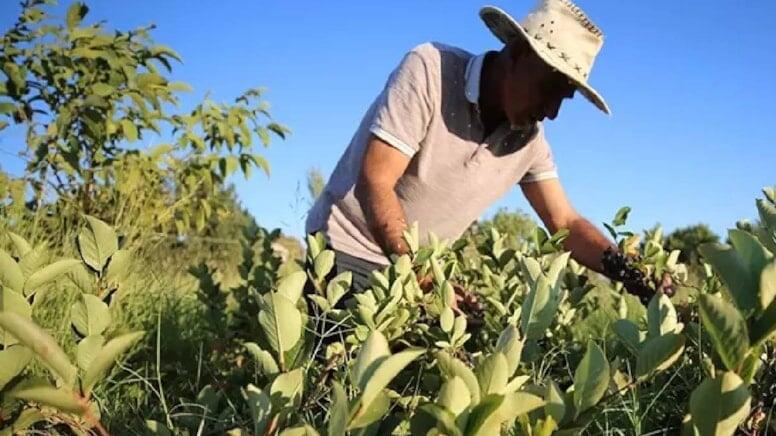 Hər gün bir stəkan içənlərin ürəyi yenilənir