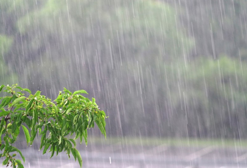 Yağışlar 6500 hektardan sahəyə zərər verib - RƏSMİ